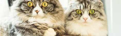 目のまばたきで照明が点く・点かない