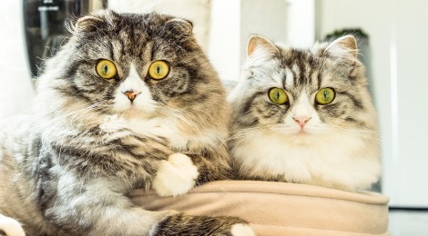 目のまばたきで照明が点く・点かない